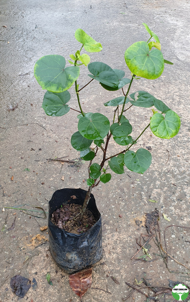 Talipariti tiliaceum (dwarf)