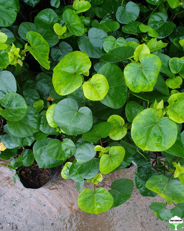 Talipariti tiliaceum (dwarf)