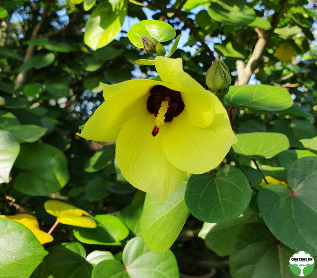 Talipariti tiliaceum (dwarf)