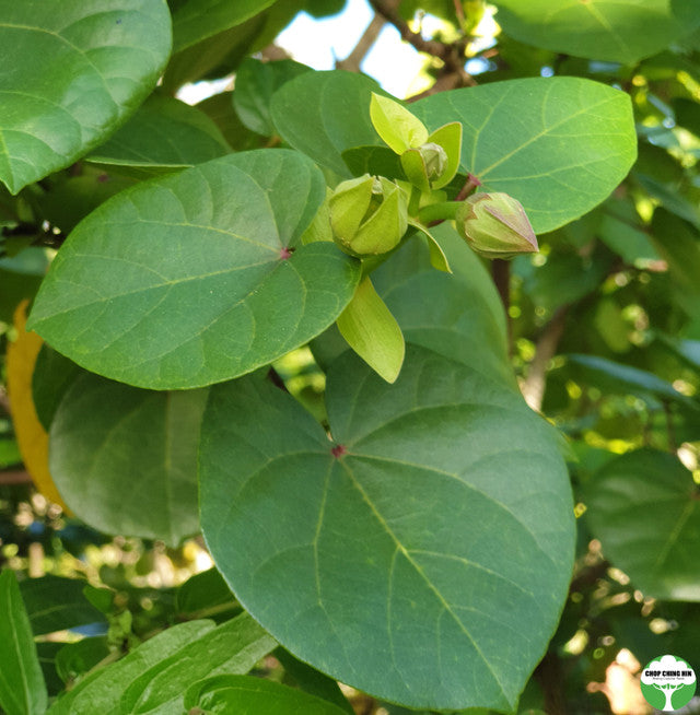 Talipariti tiliaceum (dwarf)