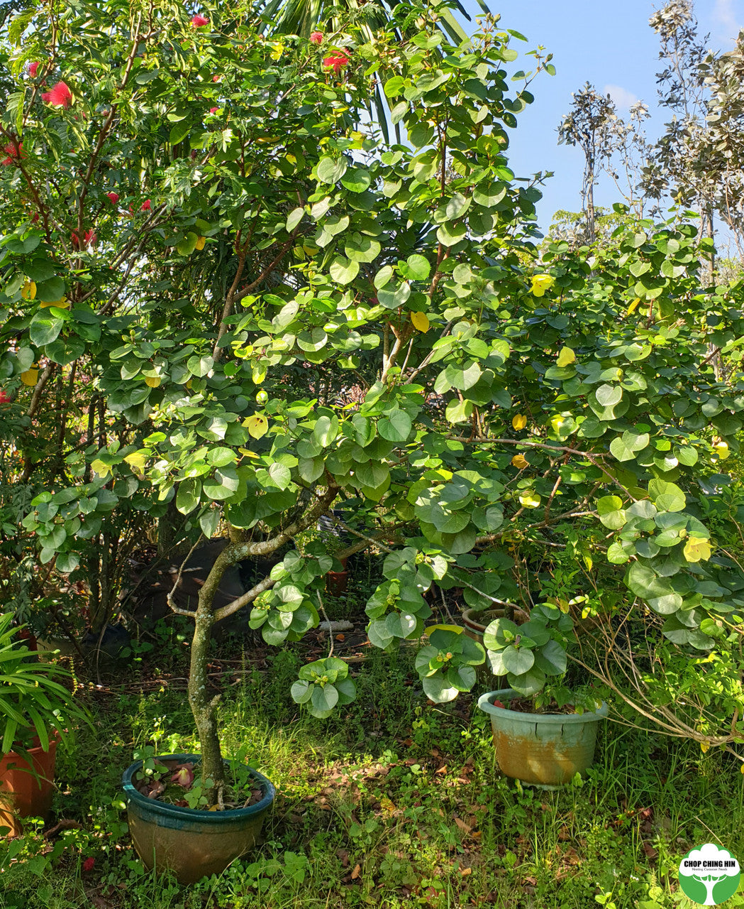 Talipariti tiliaceum (dwarf)