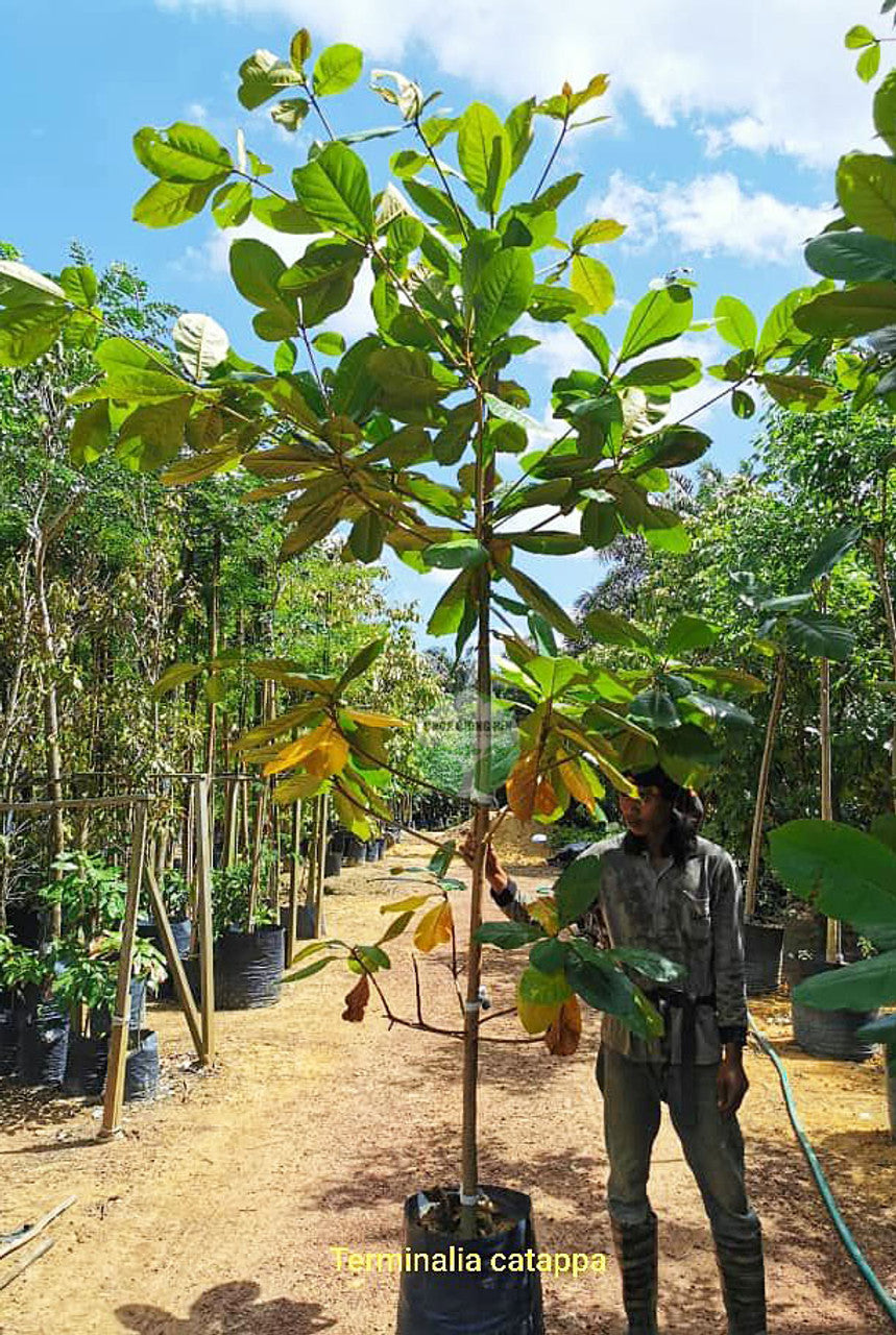 Carta Catramata 100 Foglie Di Mandorlo Marino (Terminalia Catappa) Sciolte 10-20 Cm - Per Acquario D'acqua Dolce, Trattamento Naturale Foglie Catappa Acquario - Foto 8