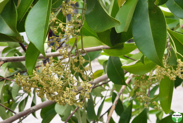 Tristaniopsis whiteana