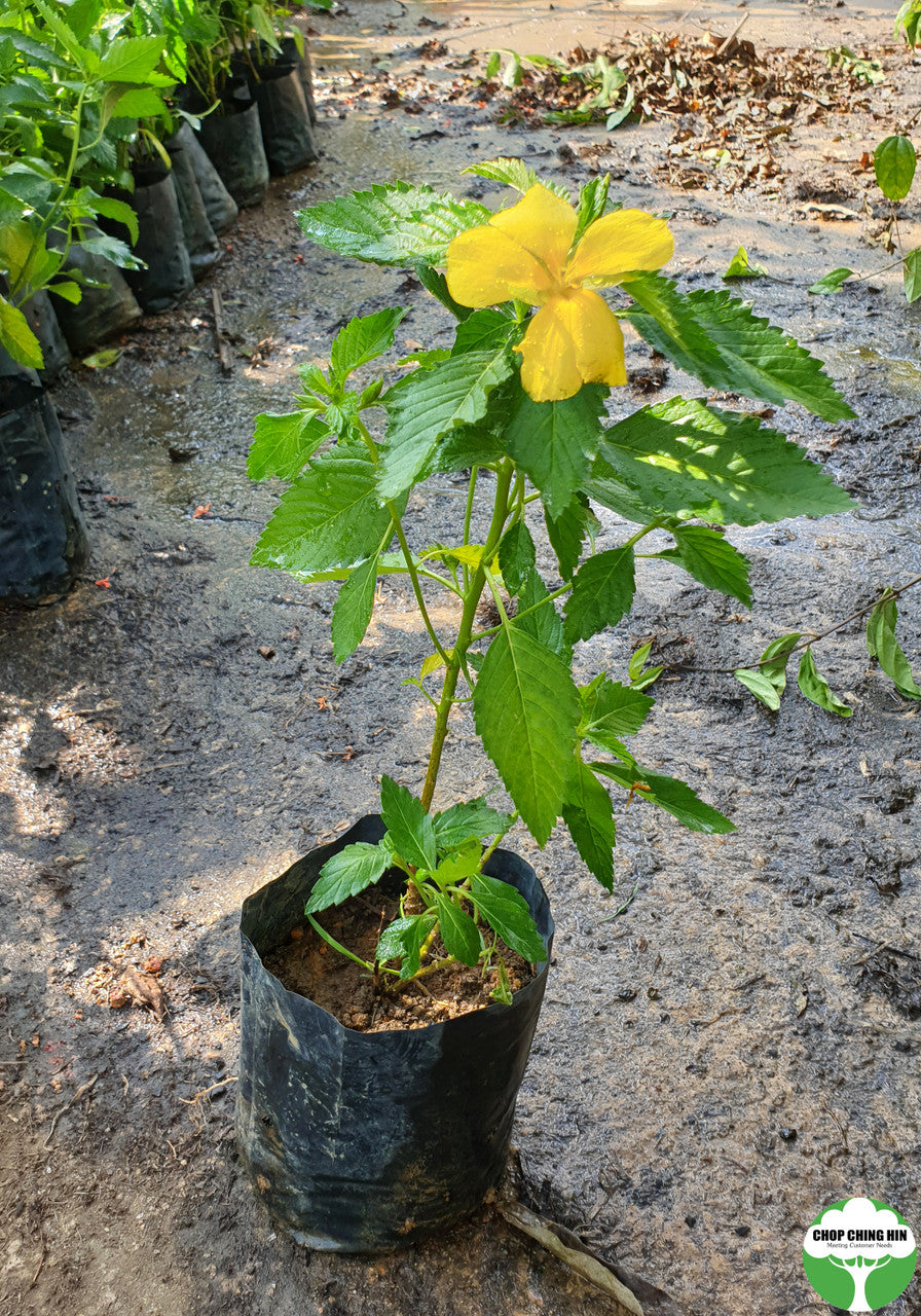 Turnera ulmifolia