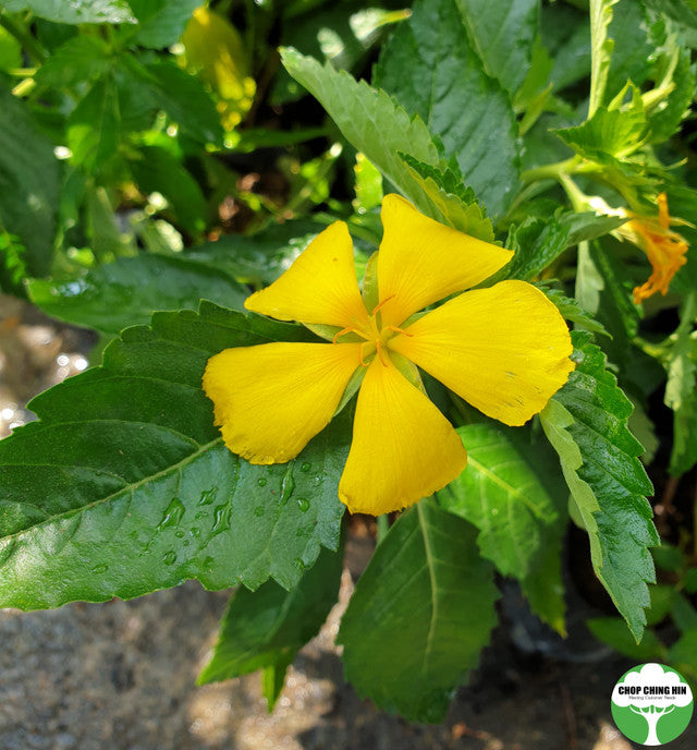 Turnera ulmifolia