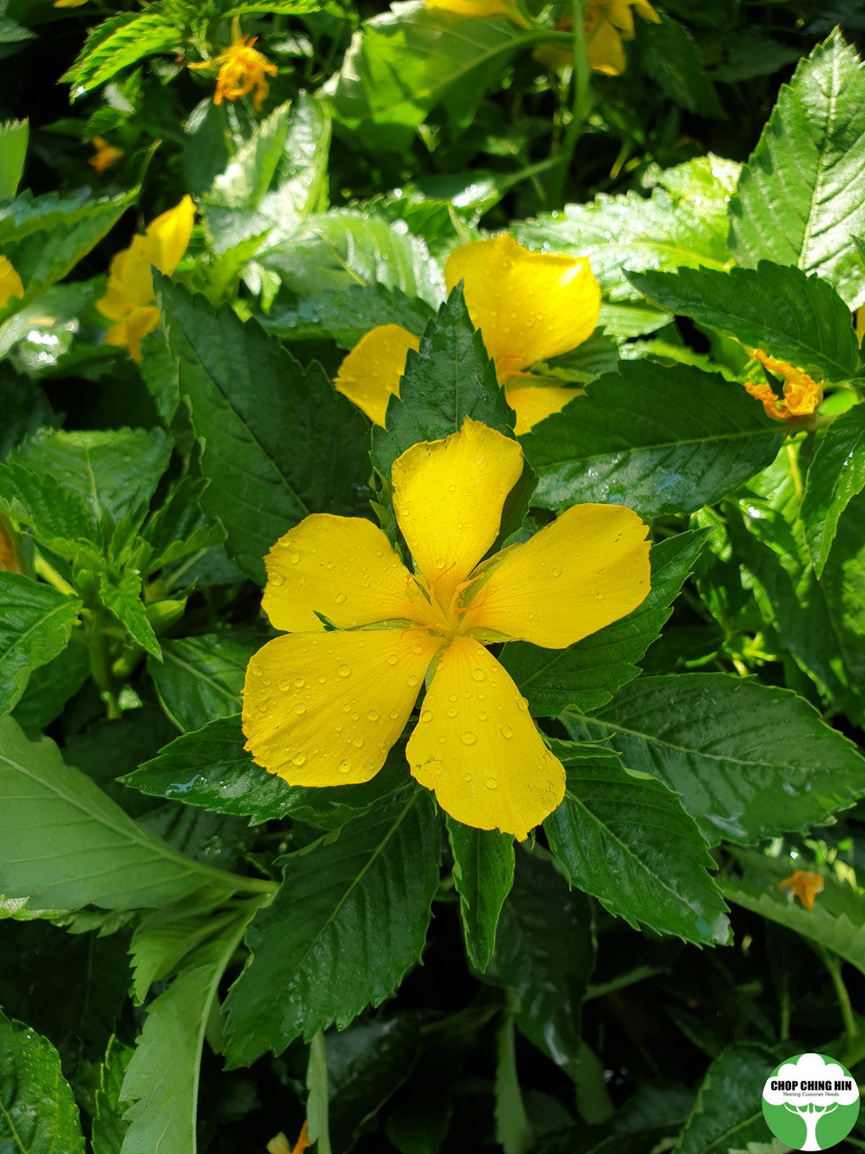 Turnera ulmifolia