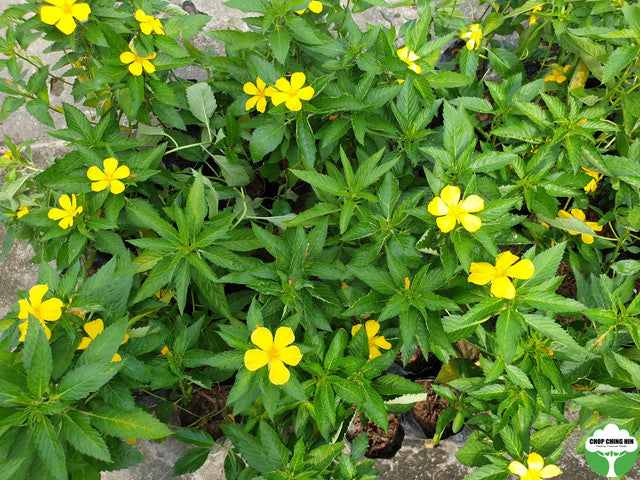 Turnera ulmifolia