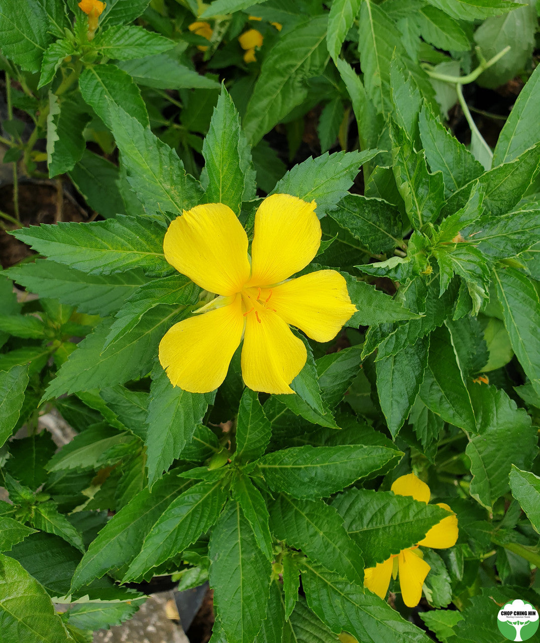 Turnera ulmifolia