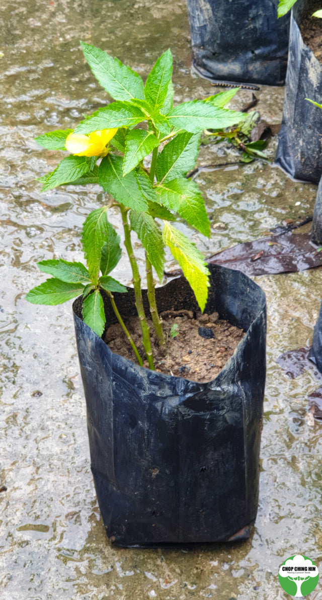 Turnera ulmifolia