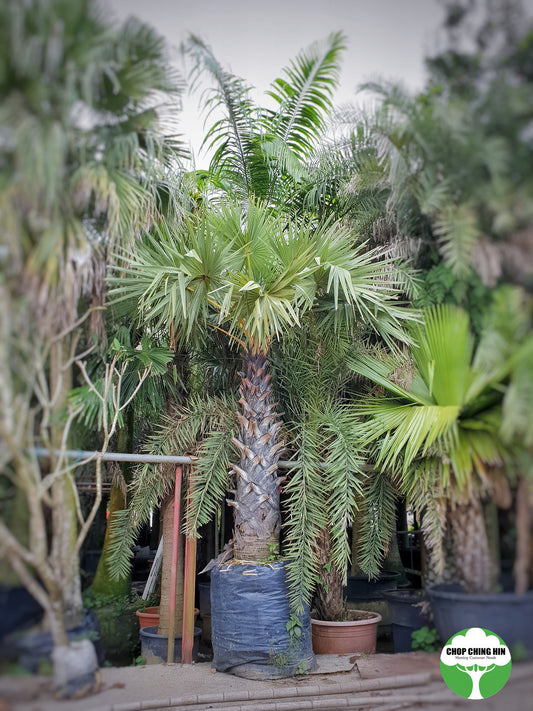 Borassodendron flabellifer