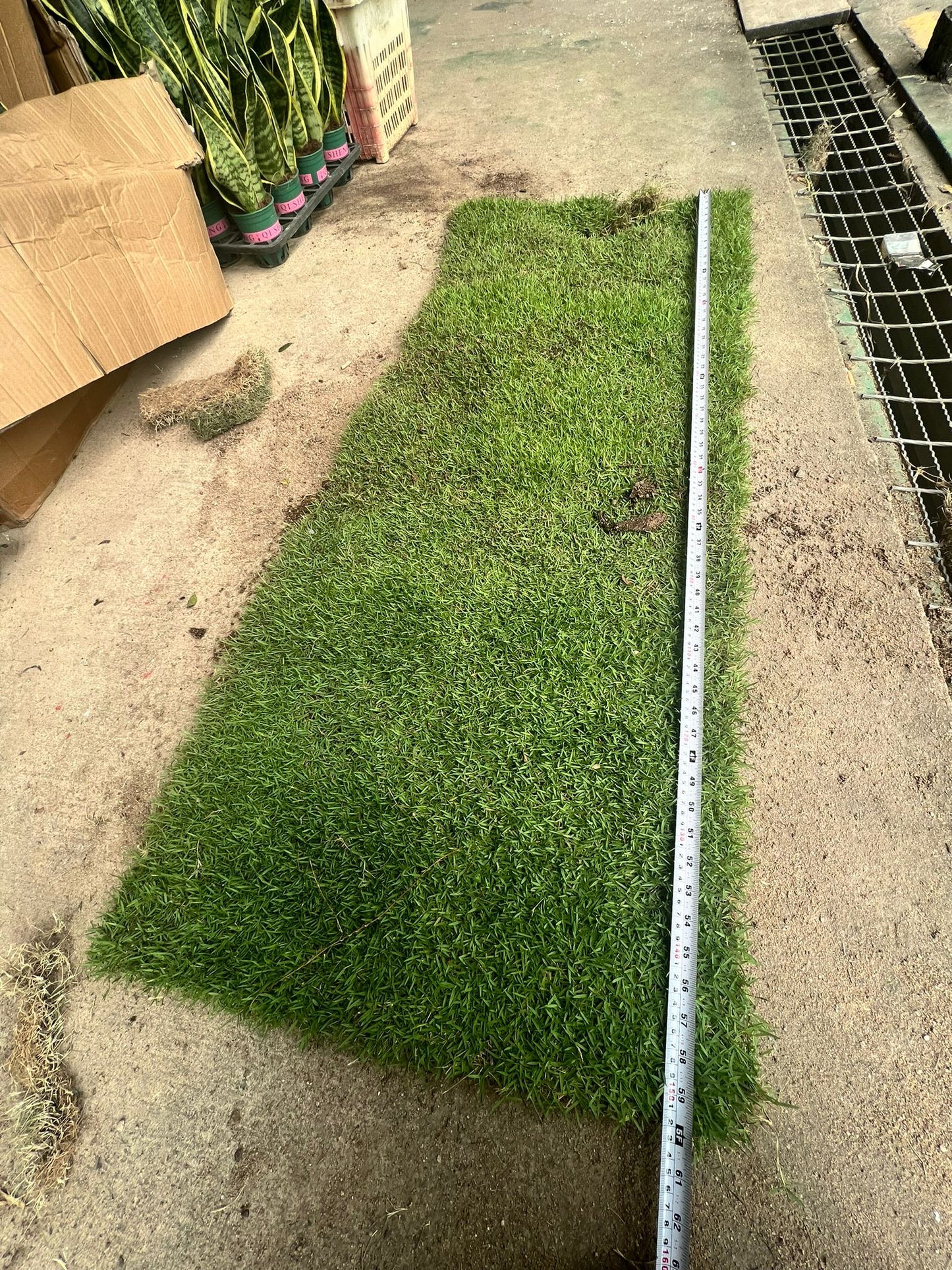 Carpet Grass