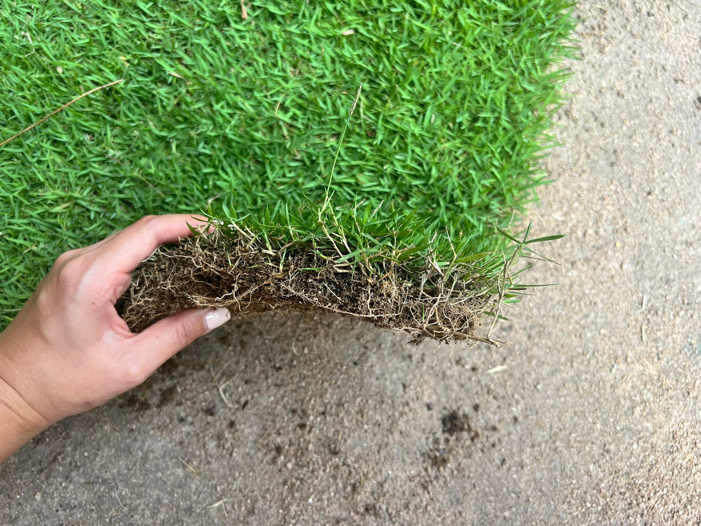 Carpet Grass