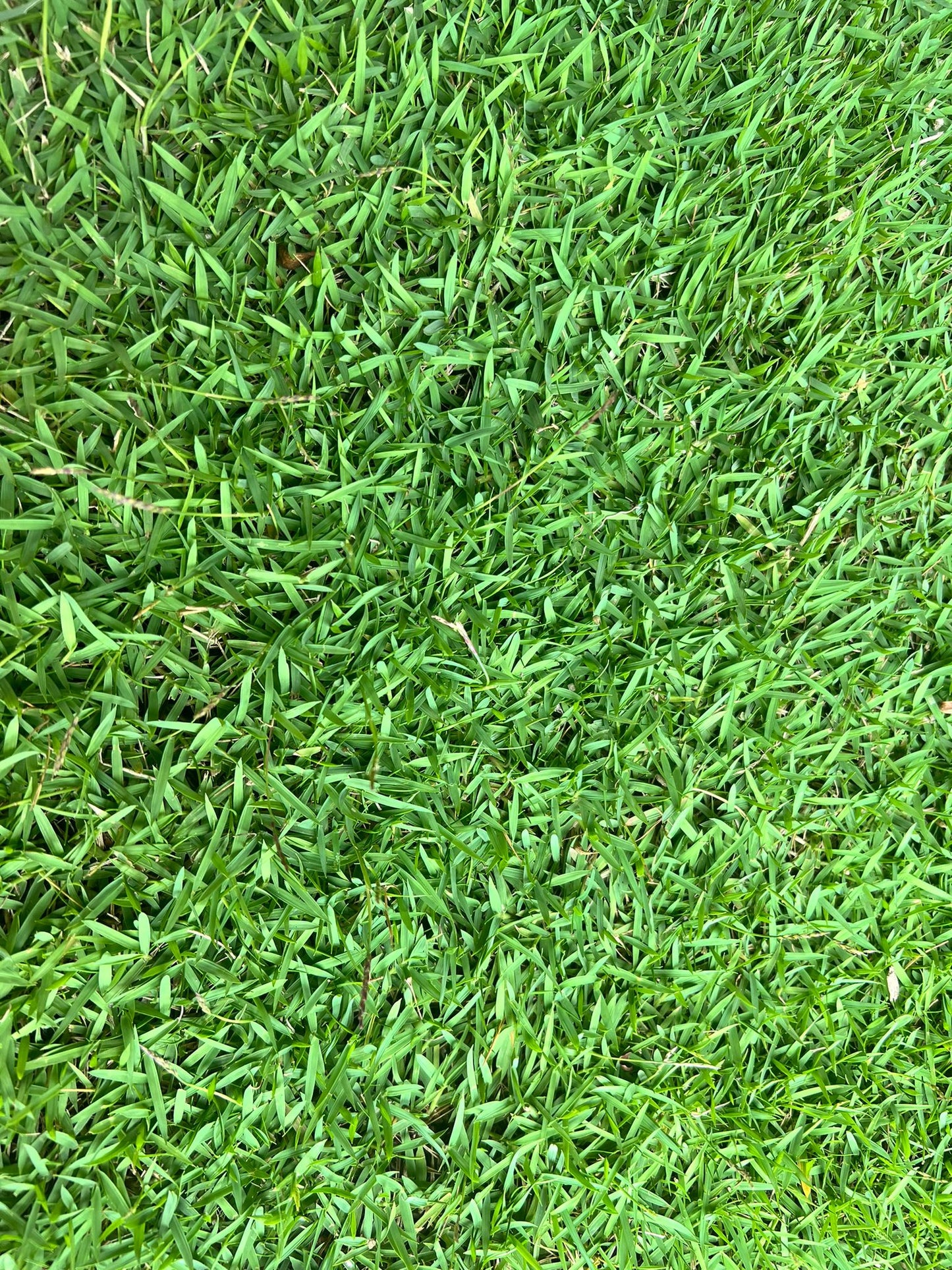 Carpet Grass