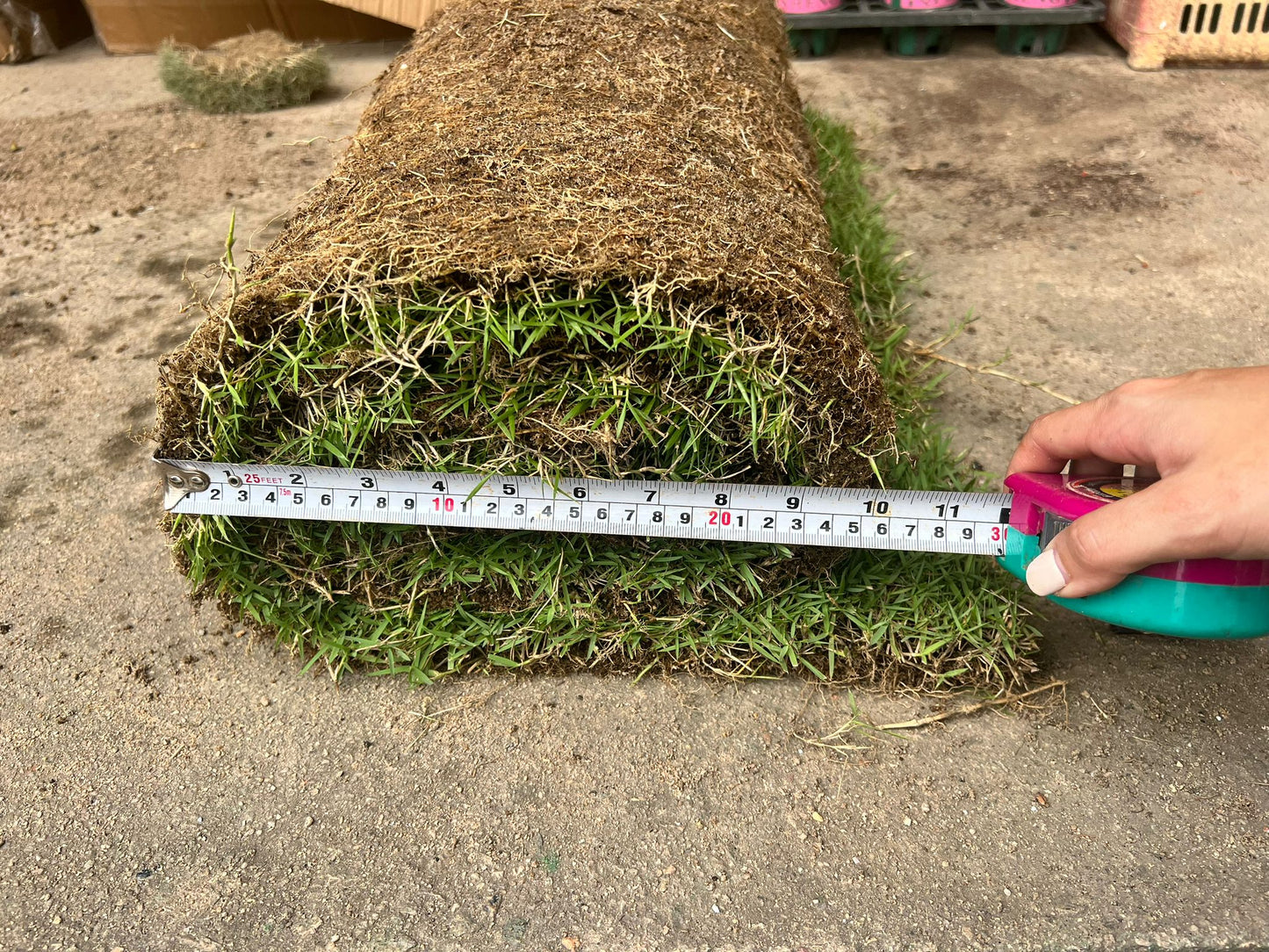 Carpet Grass