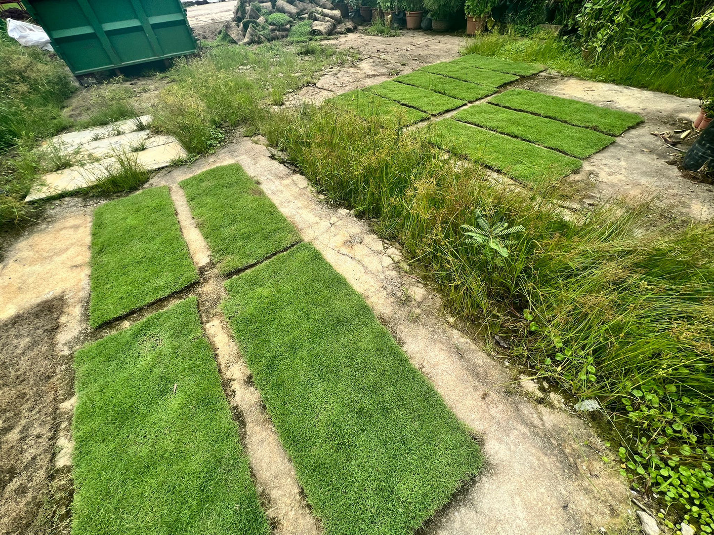 Carpet Grass