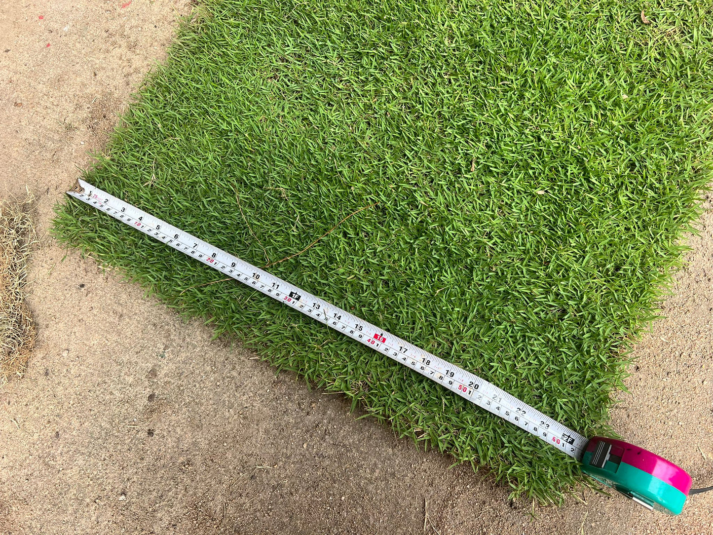Carpet Grass