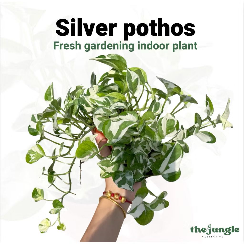 Silver pothos/Marble Queen Pothos/Money Plant N'Joy - Fresh gardening indoor plant