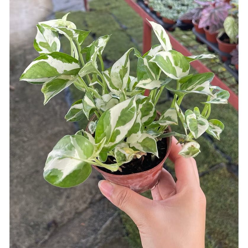 Silver pothos/Marble Queen Pothos/Money Plant N'Joy - Fresh gardening indoor plant