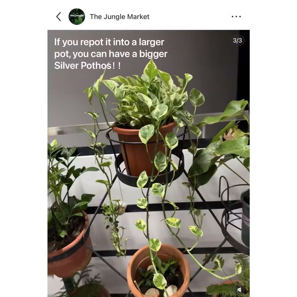Silver pothos/Marble Queen Pothos/Money Plant N'Joy - Fresh gardening indoor plant