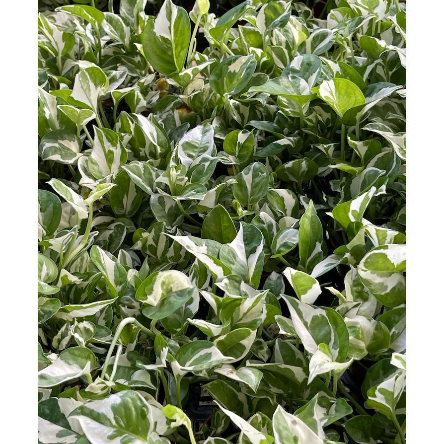 Silver pothos/Marble Queen Pothos/Money Plant N'Joy - Fresh gardening indoor plant