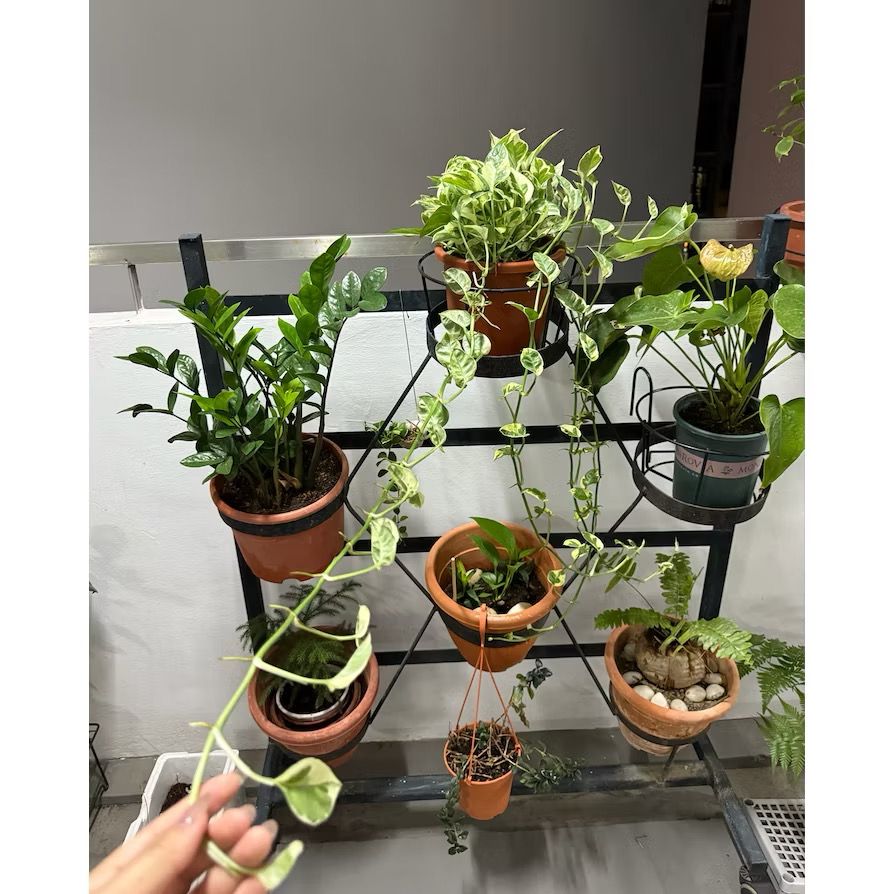 Silver pothos/Marble Queen Pothos/Money Plant N'Joy - Fresh gardening indoor plant