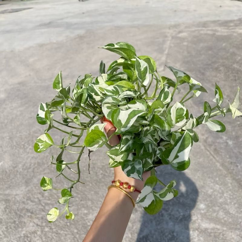 Silver pothos/Marble Queen Pothos/Money Plant N'Joy - Fresh gardening indoor plant