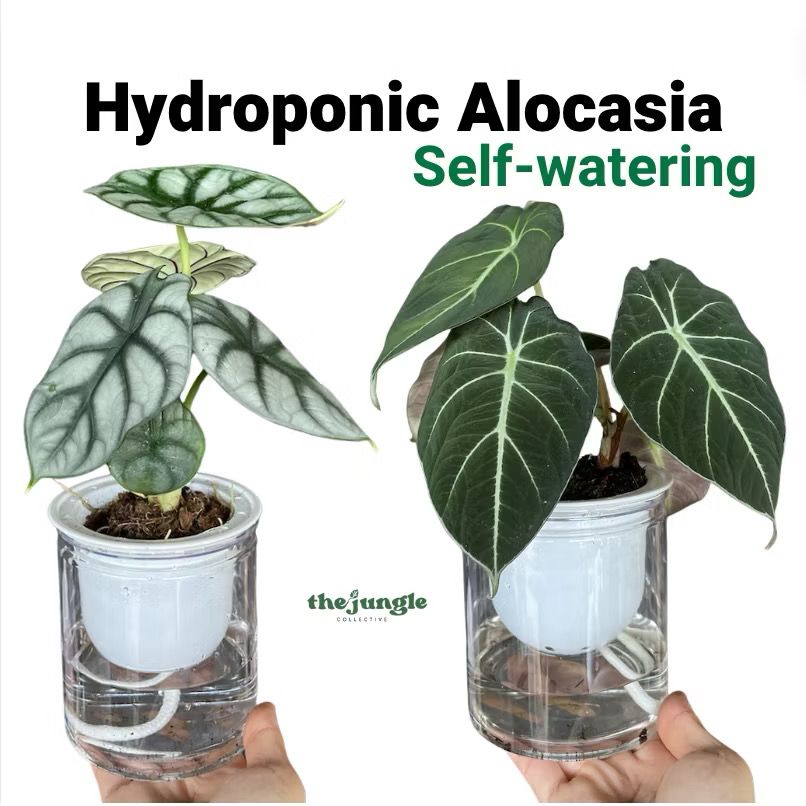 Hydroponic Alocasia /Self-watering - Hydroponics / Desktop Decoration / indoor