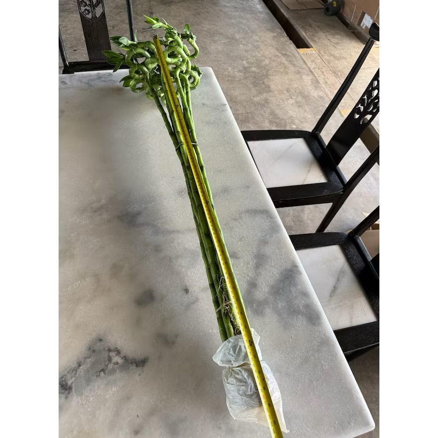 Lucky bamboo 100cm - Fresh gardening indoor plant/water grow/hydroponic