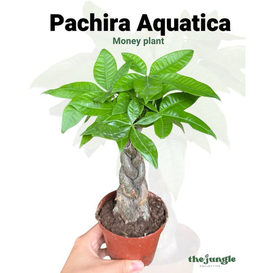 Pachira aquatica/Money tree - Fresh gardening indoor/outdoor/balcony plant
