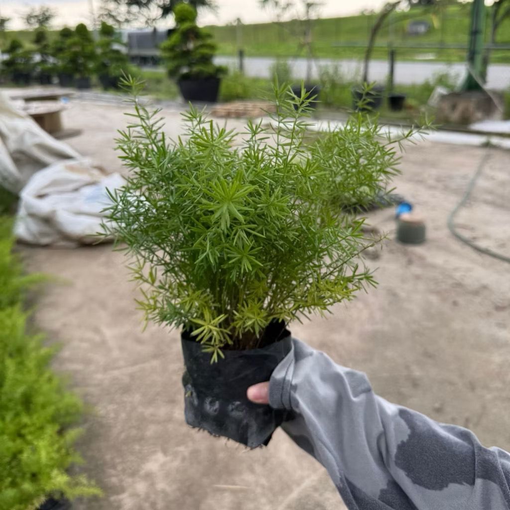 Asparagus Densiflorus Sprengeri Fern - Fresh Gardening Indoor/Outdoor Plant