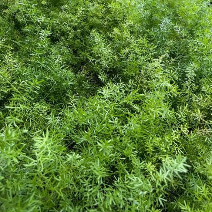 Asparagus Densiflorus Sprengeri Fern - Fresh Gardening Indoor/Outdoor Plant