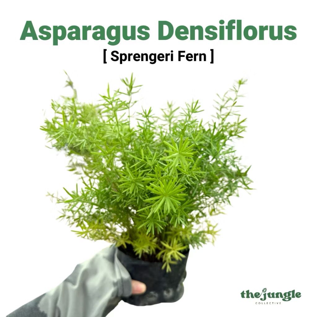 Asparagus Densiflorus Sprengeri Fern - Fresh Gardening Indoor/Outdoor Plant