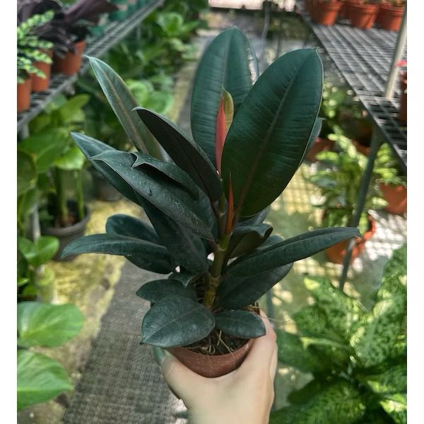Ficus Burgundy Plant/Elastica Ruby - Fresh gardening indoor plant