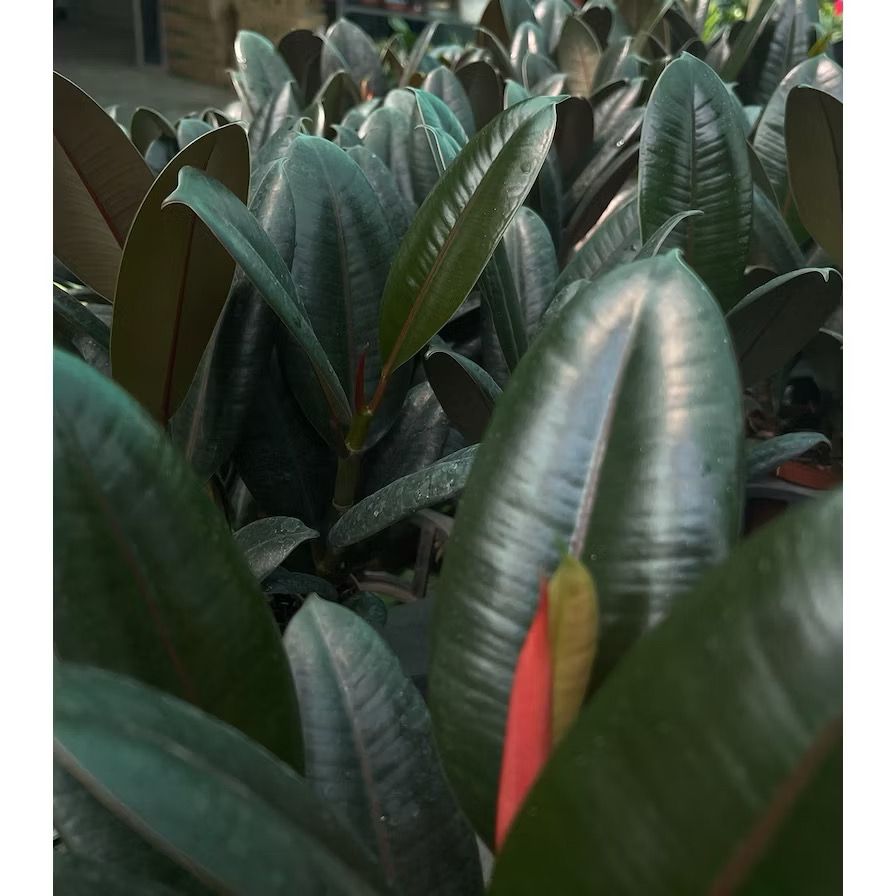 Ficus Burgundy Plant/Elastica Ruby - Fresh gardening indoor plant