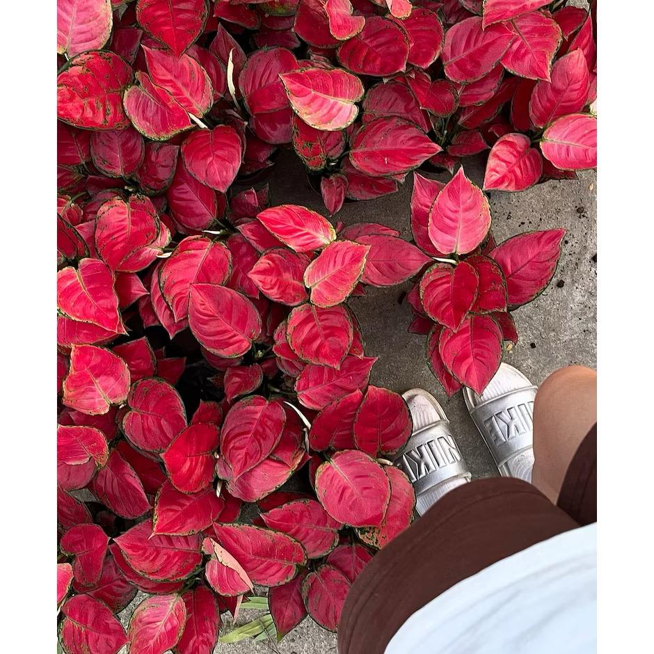 Aglaonema Pink - Fresh gardening indoor/balcony plant