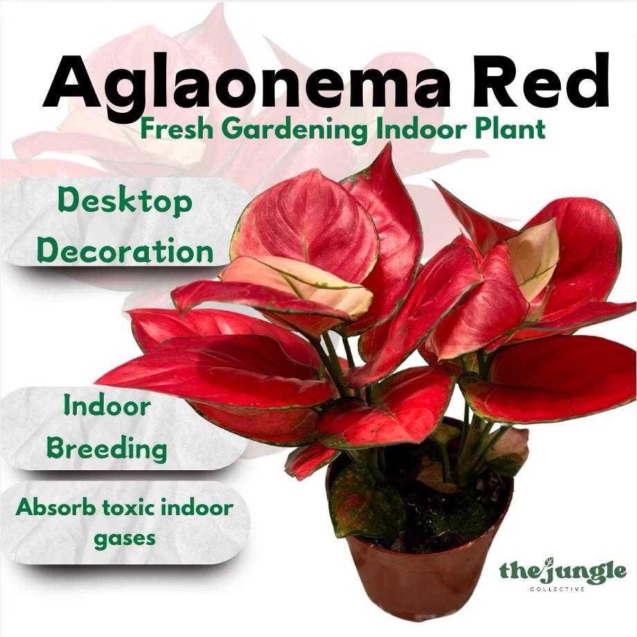 Aglaonema Pink - Fresh gardening indoor/balcony plant
