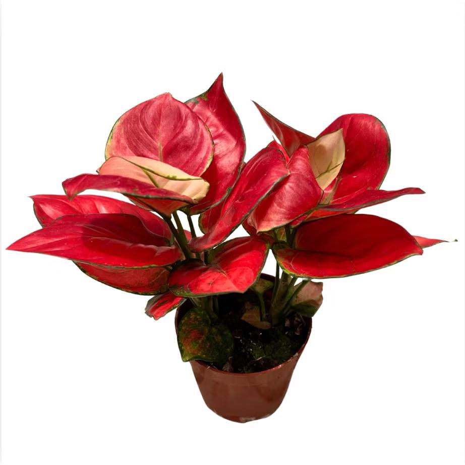 Aglaonema Pink - Fresh gardening indoor/balcony plant