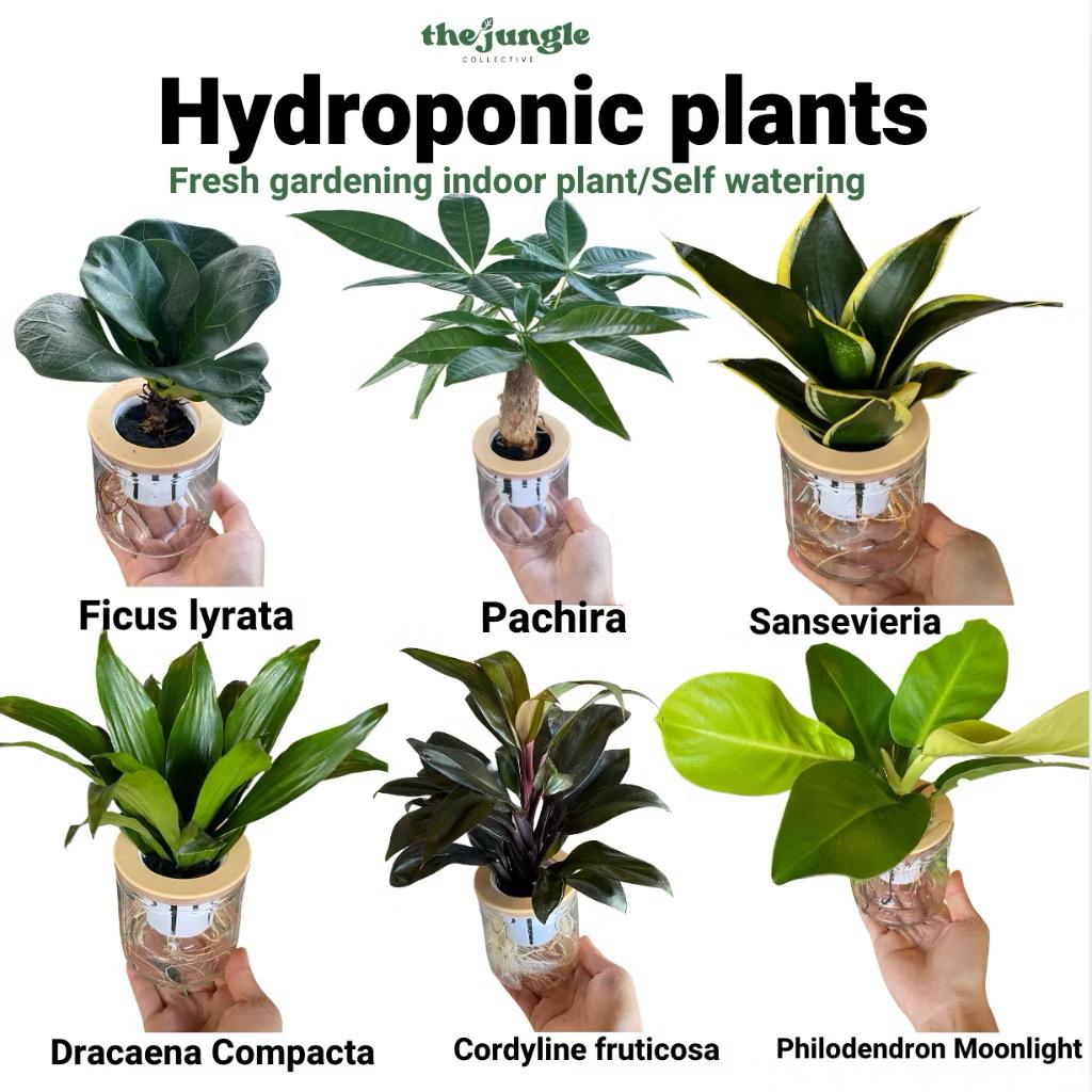 Hydroponic assorted plants/Self-watering - Indoor plant/Desktop Decoration
