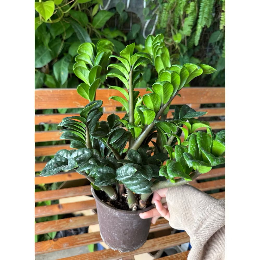 Zamioculcas zamiifolia Zz Plant - Fresh gardening indoor/balcony plant