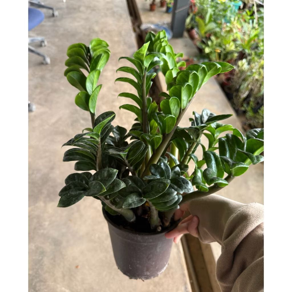Zamioculcas zamiifolia Zz Plant - Fresh gardening indoor/balcony plant
