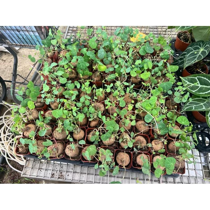 Stephania Erecta Plant - Fresh gardening indoor/outdoor plant