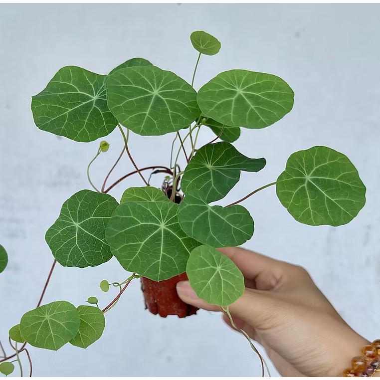 Stephania Erecta Plant - Fresh gardening indoor/outdoor plant