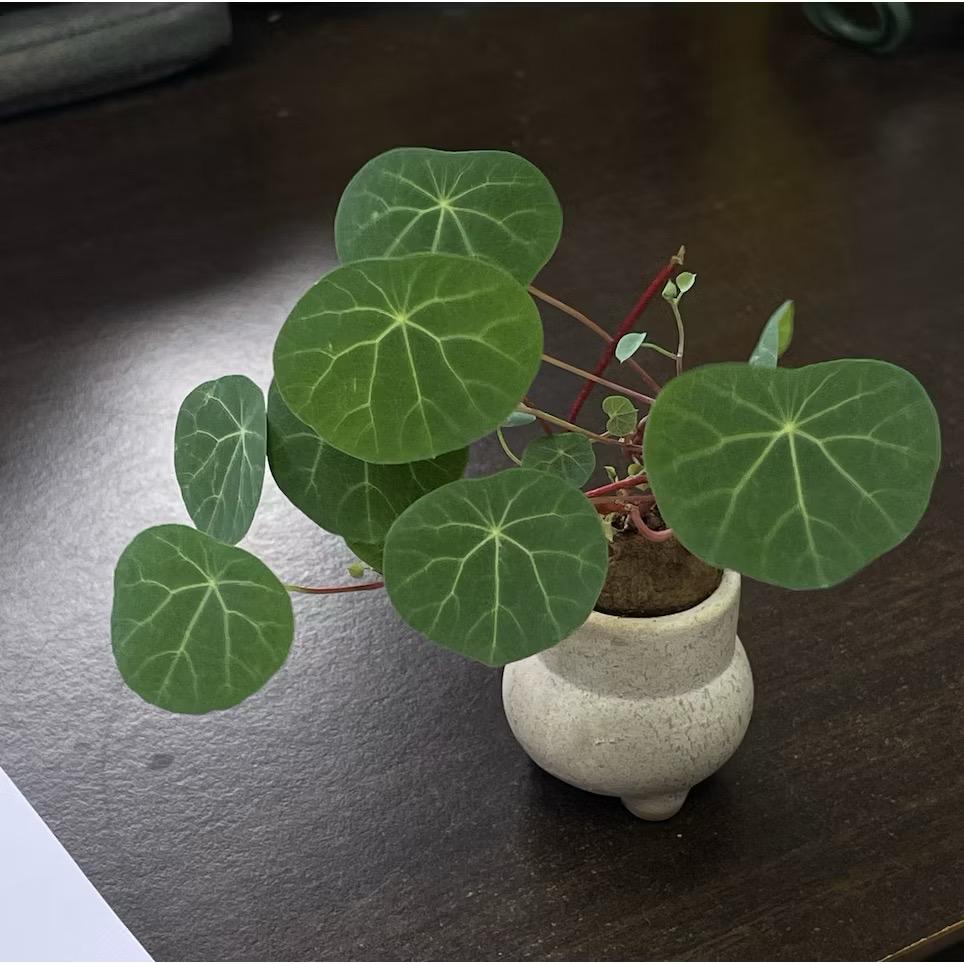 Stephania Erecta Plant - Fresh gardening indoor/outdoor plant