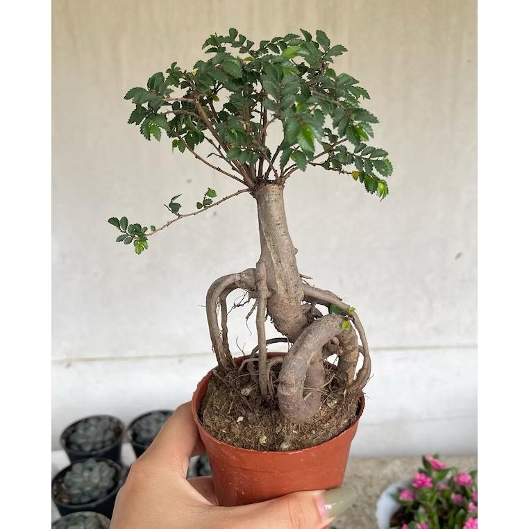 Bonsai ulmus pumila - Fresh gardening indoor plant/bonsai