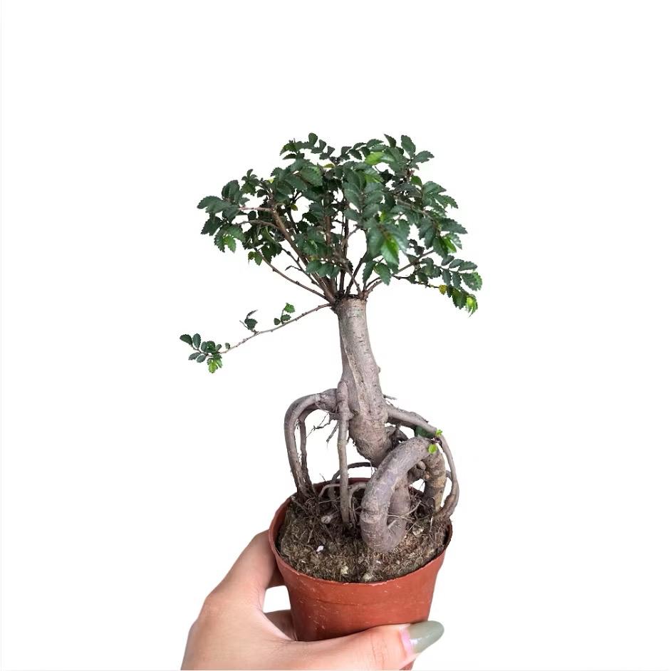 Bonsai ulmus pumila - Fresh gardening indoor plant/bonsai