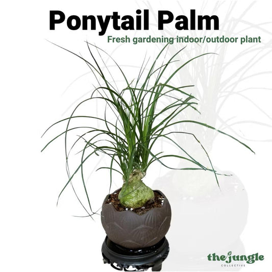 Ponytail Palm/Beaucarnea recurvata - Fresh gardening indoor/outdoor plant/easy grow