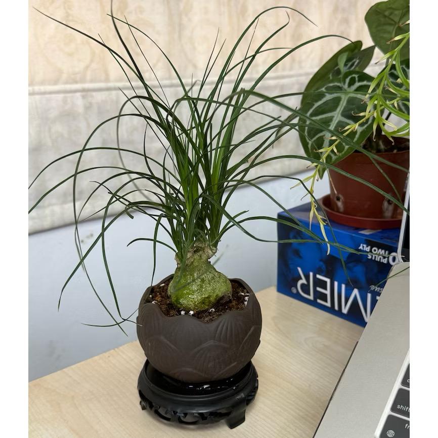 Ponytail Palm/Beaucarnea recurvata - Fresh gardening indoor/outdoor plant/easy grow