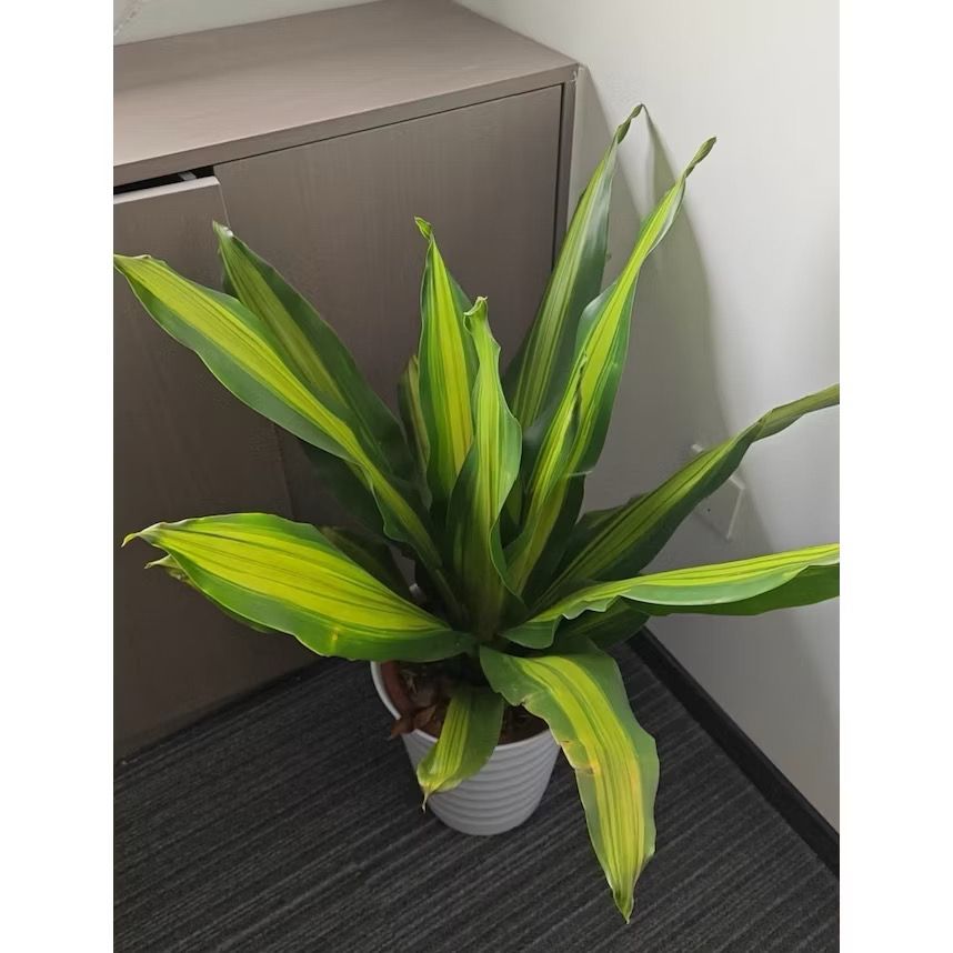 Dracaena fragrans cv. Massangeana 'Gold Cord' - Happy Plant/ Fresh gardening indoor/outdoor plants