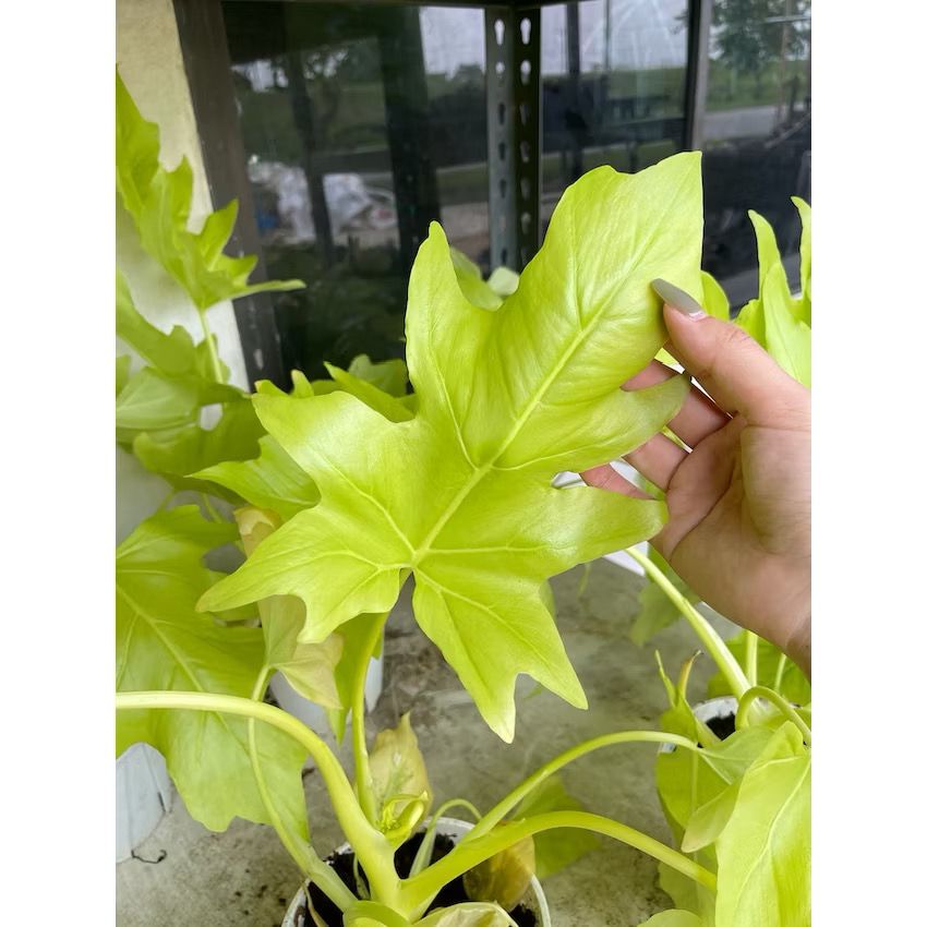Philodendron selloum gold/Bipinnatifidum - Unique fresh gardening indoor plant