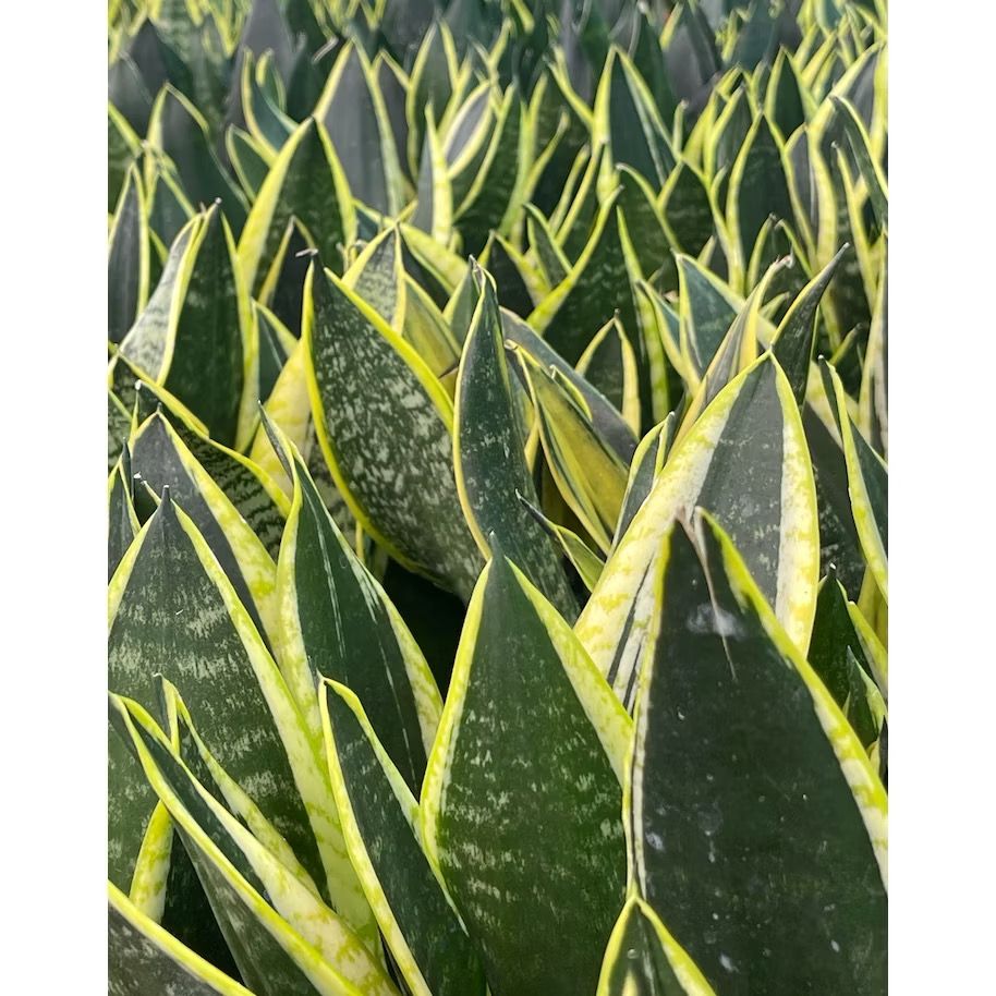 Dracaena trifascita/Sanseveria trifasciata/Snake plant - Fresh indoor/balcony plants